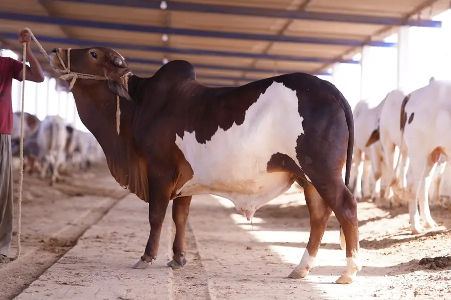 2 dant Bachra| desi bachre | Ablak | Palai Service | Cholistani cow — photo 2