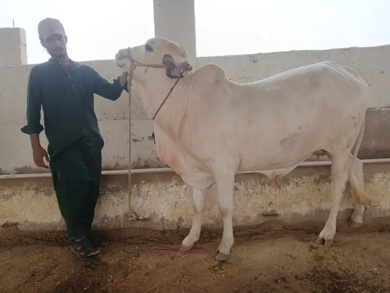 2 dant Bachra| desi bachre | Ablak | Palai Service | Cholistani cow — photo 5