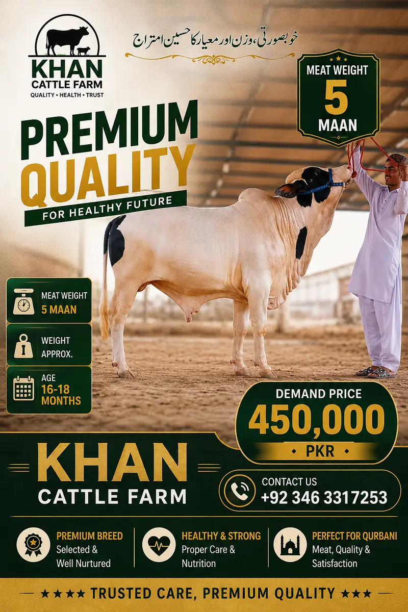 2 dant Bachra| desi bachre | Ablak | Palai Service | Cholistani cow — photo 6
