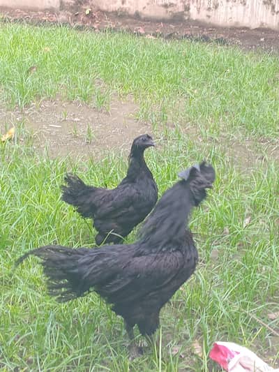 ayam cemani