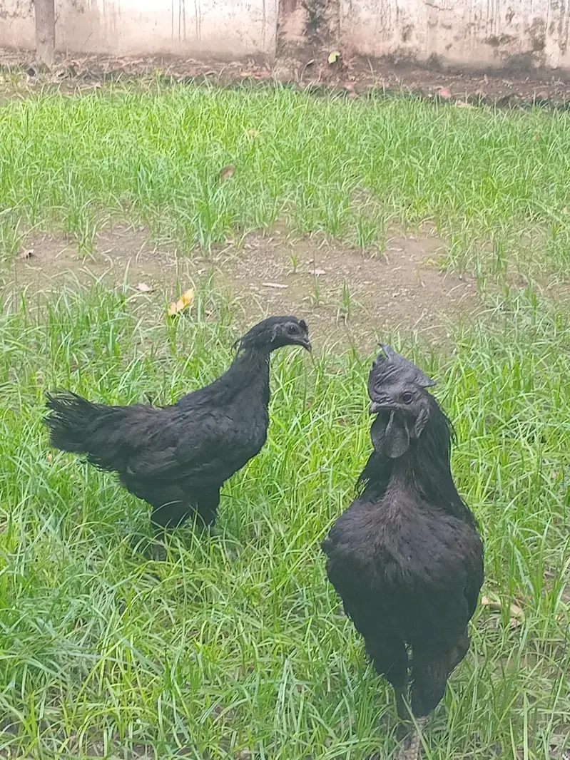 ayam cemani — photo 2