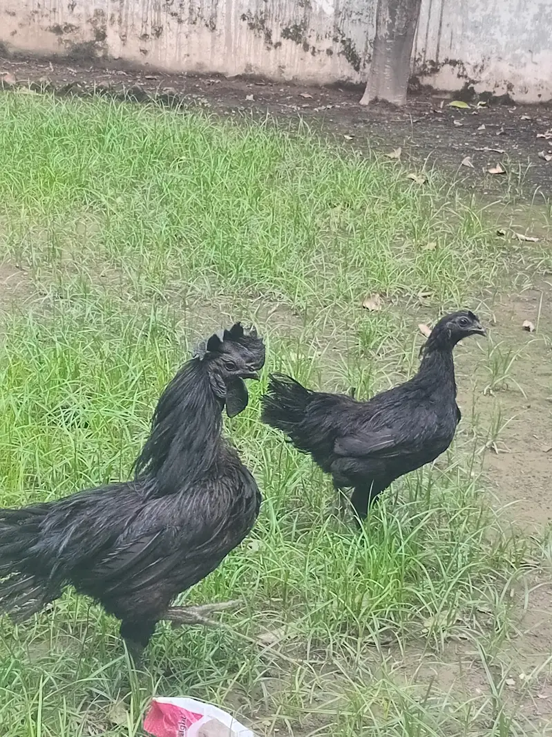 ayam cemani — photo 3
