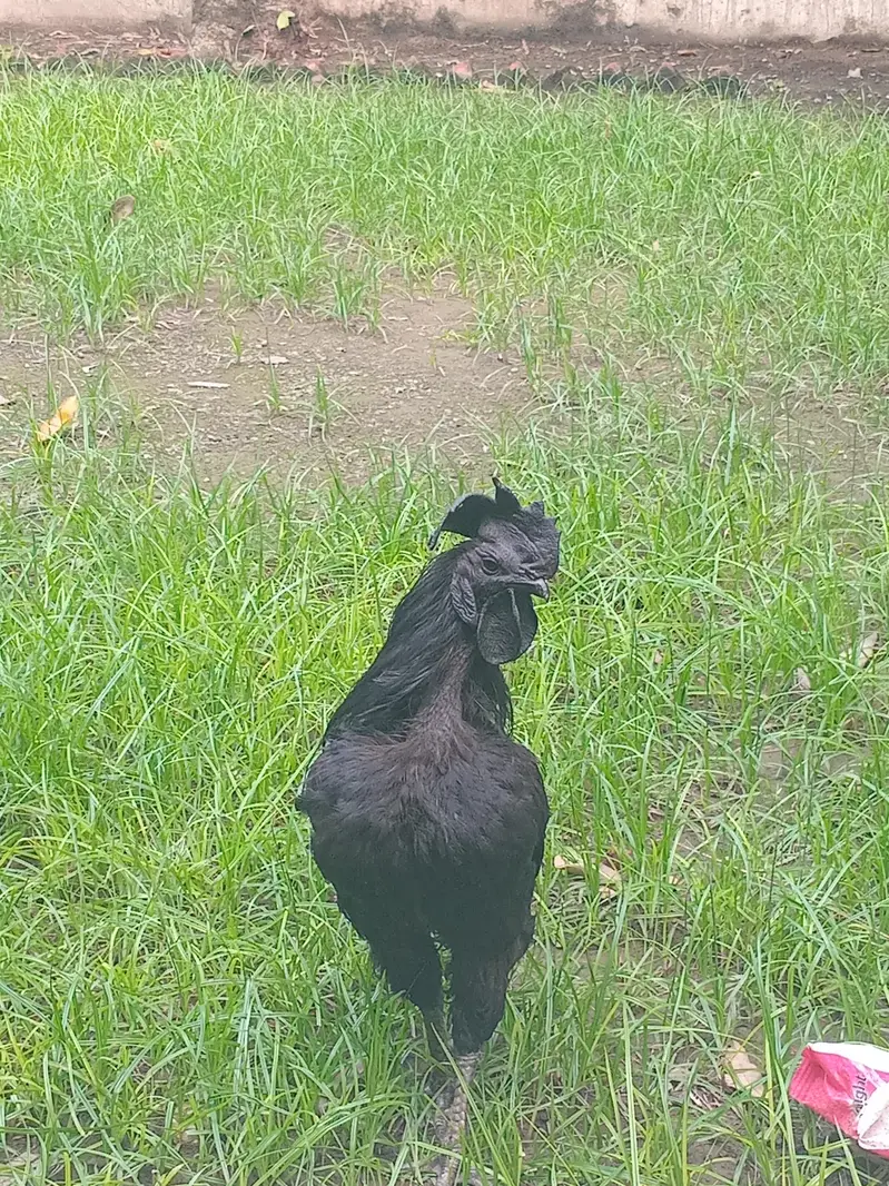 ayam cemani — photo 4