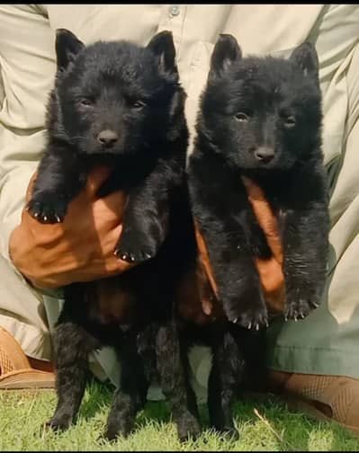 Black German Shepherd| Puppy | Double Coat puppies | Dog For Sale |GS