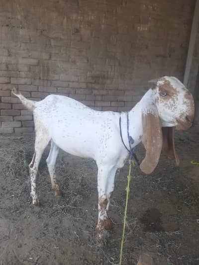 2 dant 5 bakriyan 03345909087 for sale