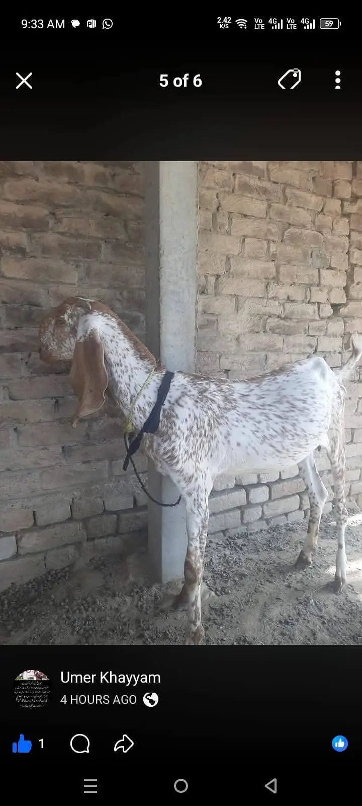 2 dant 5 bakriyan 03345909087 for sale — photo 3