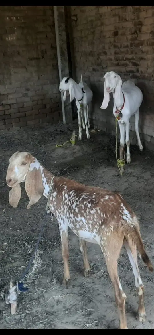 2 dant 5 bakriyan 03345909087 for sale — photo 4