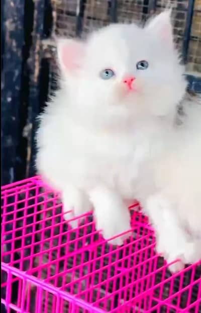 (Persian female kitten) (for sale all) (Pakistan delivery available)