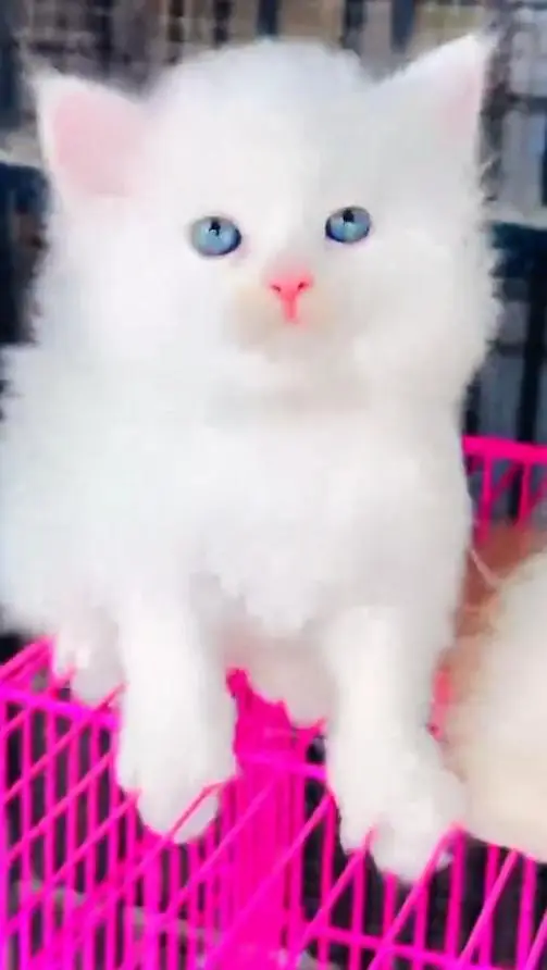 (Persian female kitten) (for sale all) (Pakistan delivery available) — photo 3