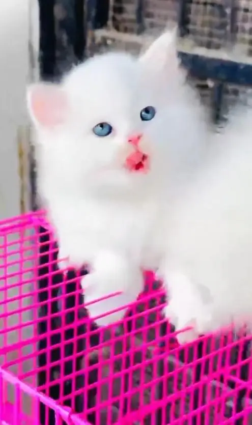 (Persian female kitten) (for sale all) (Pakistan delivery available) — photo 4