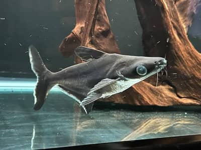 Blue Line Shark Fish for Urgent Sale