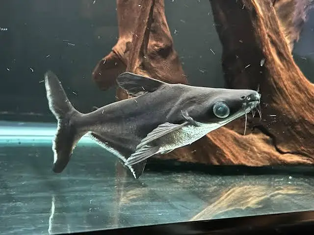Blue Line Shark Fish for Urgent Sale