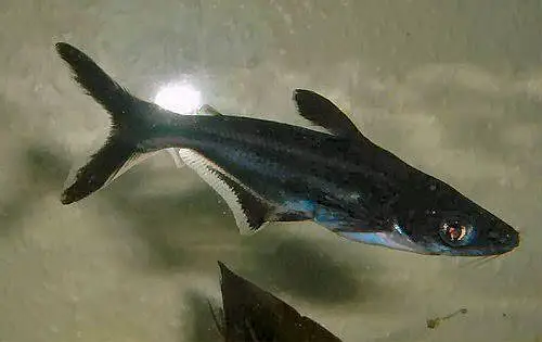 Blue Line Shark Fish for Urgent Sale — photo 2