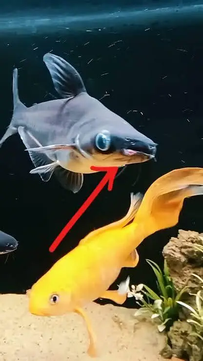 Blue Line Shark Fish for Urgent Sale — photo 3