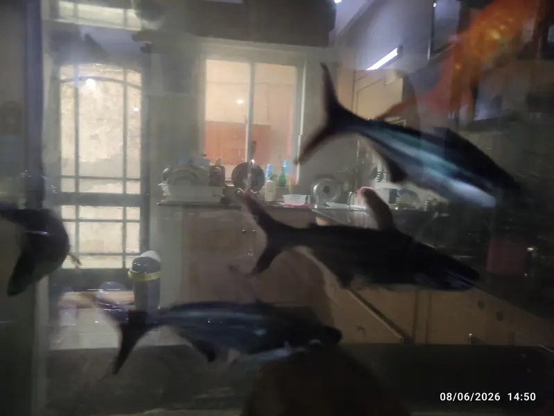Blue Line Shark Fish for Urgent Sale — photo 4