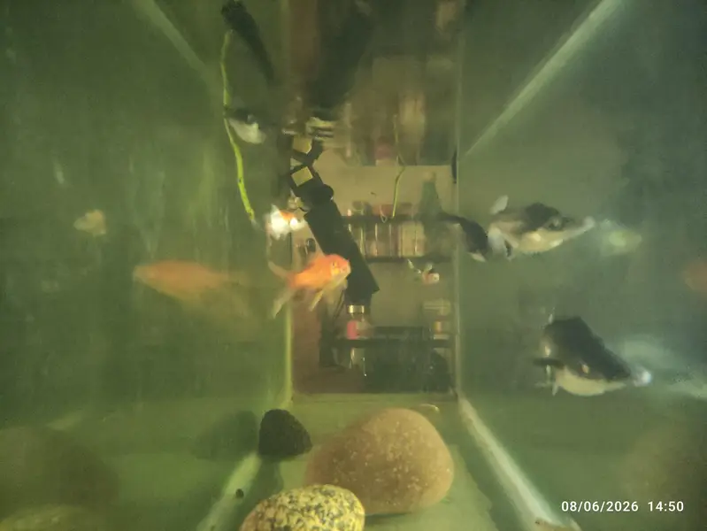 Blue Line Shark Fish for Urgent Sale — photo 5