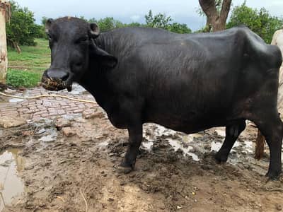 Home Breed Buffalo with Katta for sale.