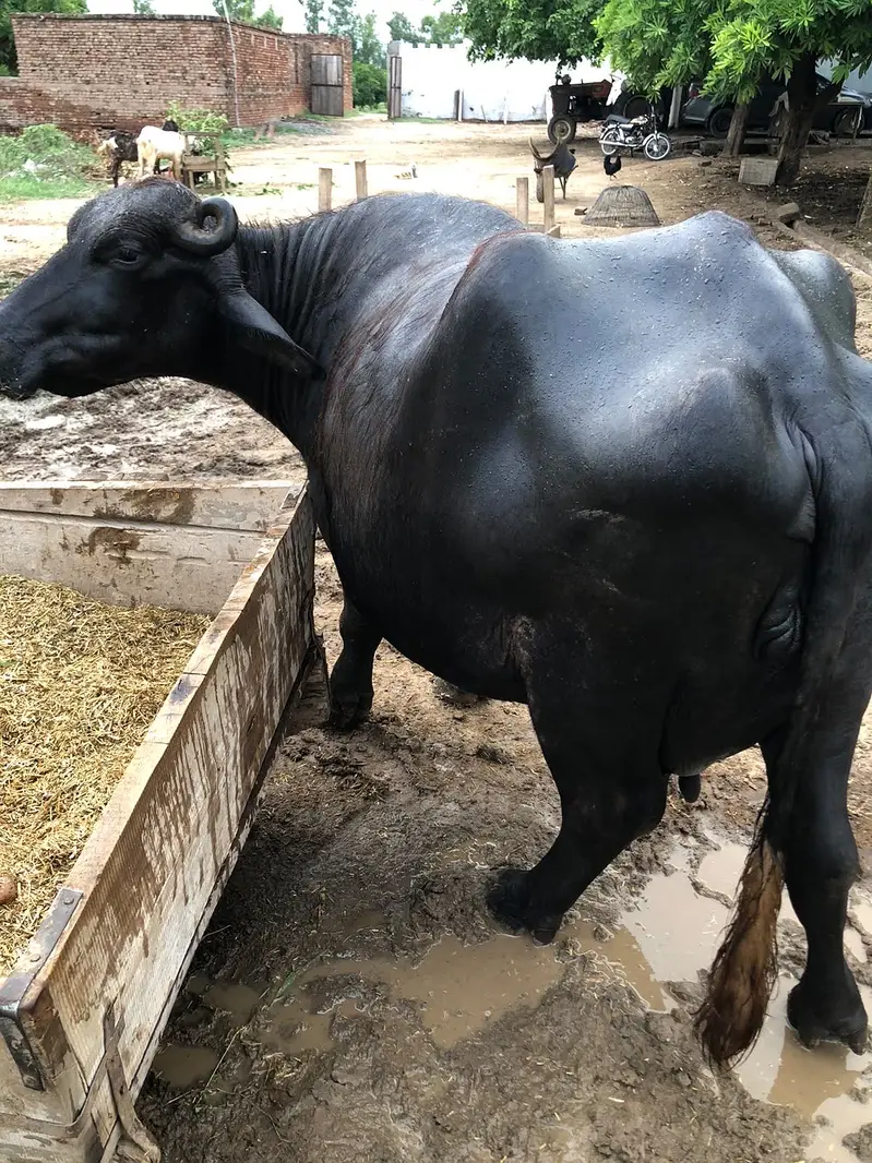 Home Breed Buffalo with Katta for sale. — photo 2