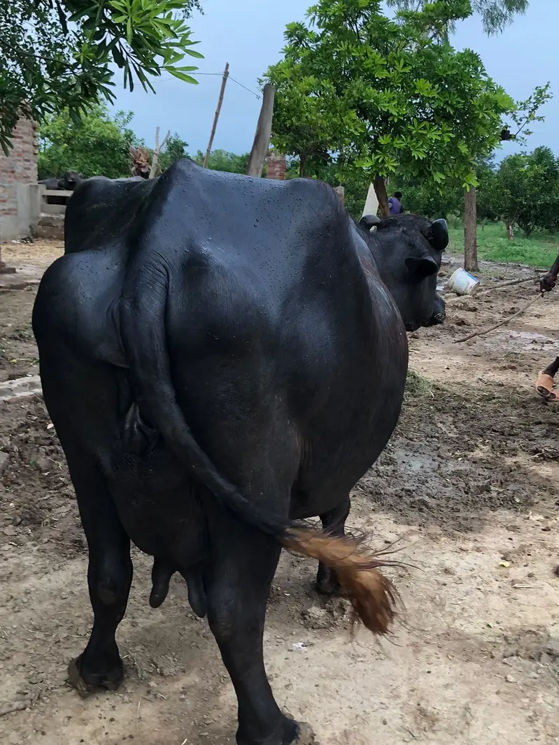 Home Breed Buffalo with Katta for sale. — photo 3