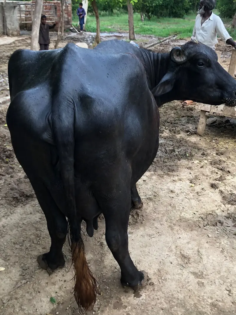 Home Breed Buffalo with Katta for sale. — photo 4