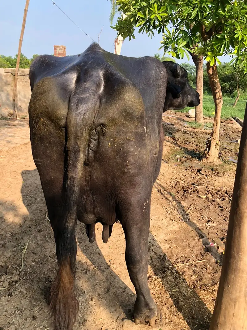 Home Breed Buffalo with Katta for sale. — photo 5