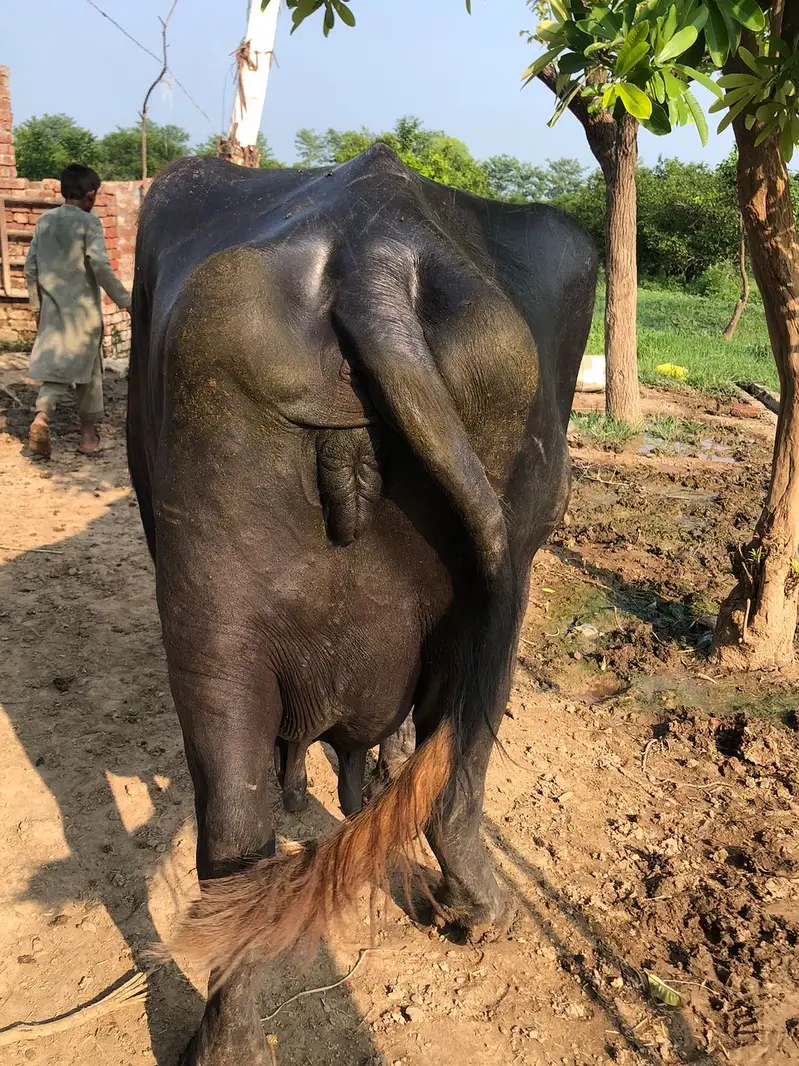 Home Breed Buffalo with Katta for sale. — photo 6