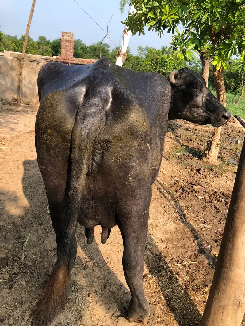 Home Breed Buffalo with Katta for sale. — photo 7