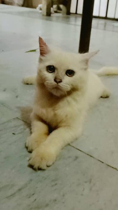 White Persian Kitten for Sale