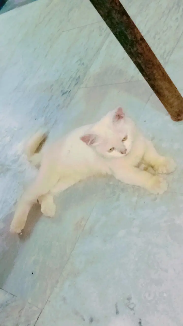 White Persian Kitten for Sale — photo 2