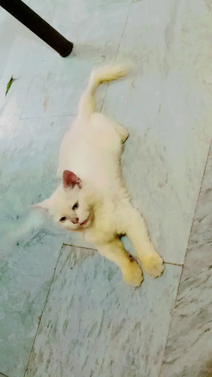 White Persian Kitten for Sale — photo 3