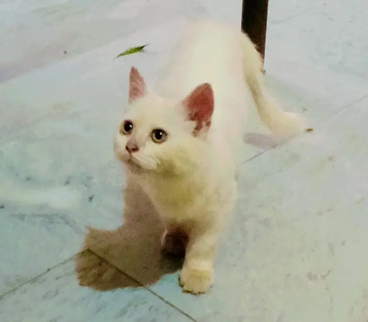 White Persian Kitten for Sale — photo 4