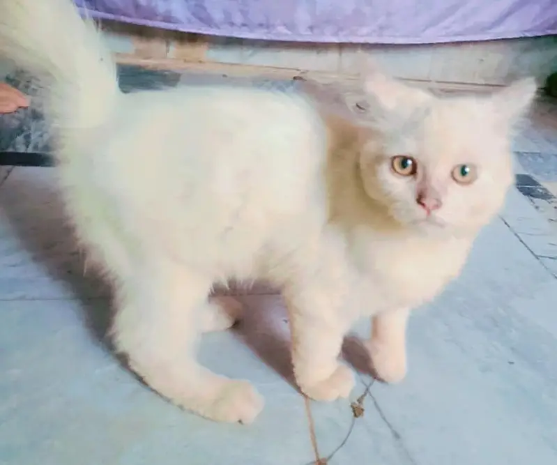 White Persian Kitten for Sale — photo 5