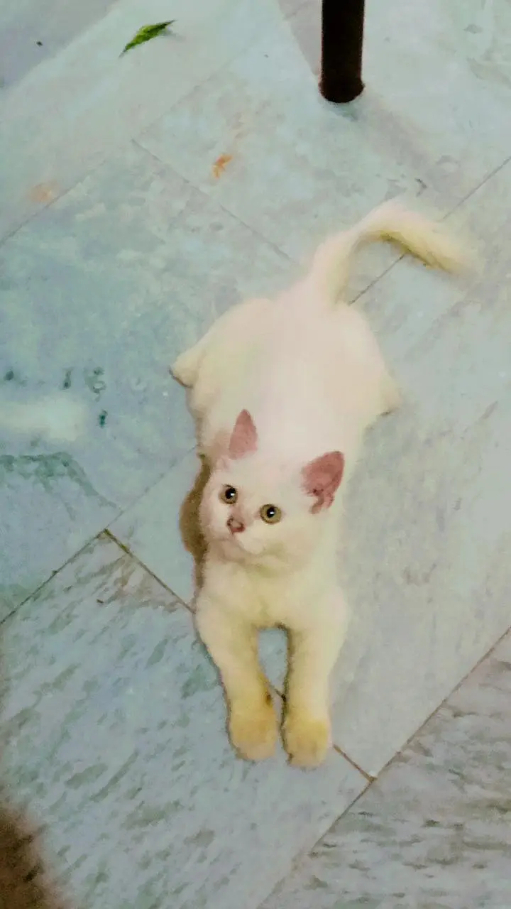 White Persian Kitten for Sale — photo 6