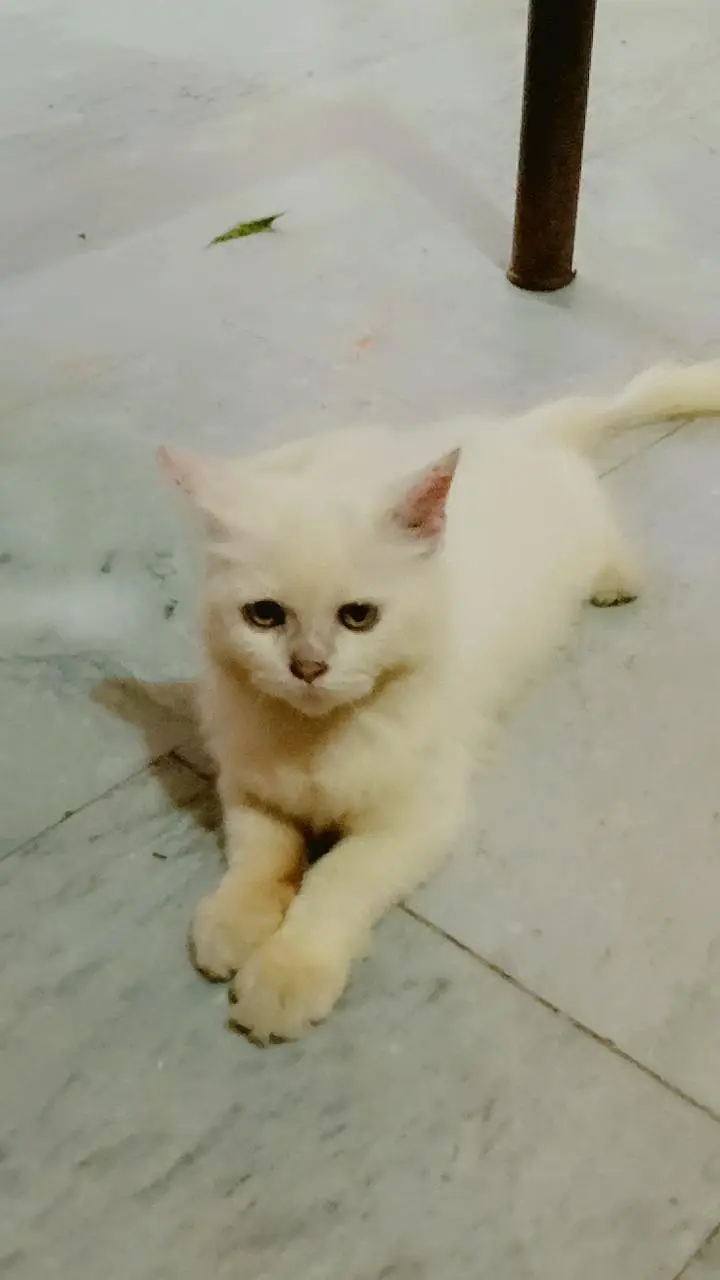 White Persian Kitten for Sale — photo 7