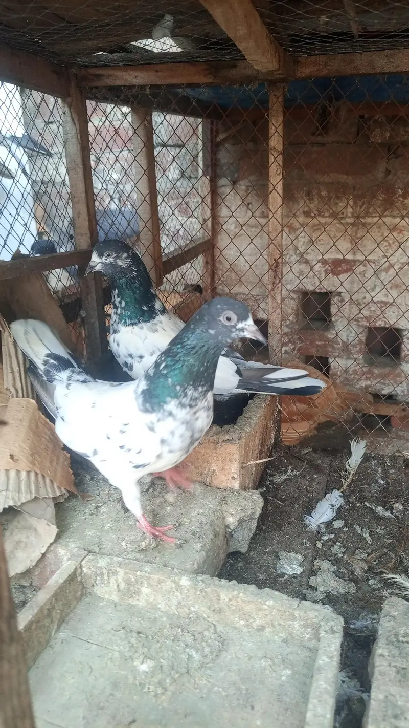 cargo ki saholat nahi ha — photo 3