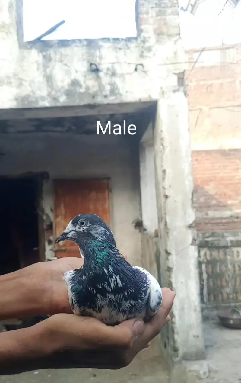 cargo ki saholat nahi ha — photo 4