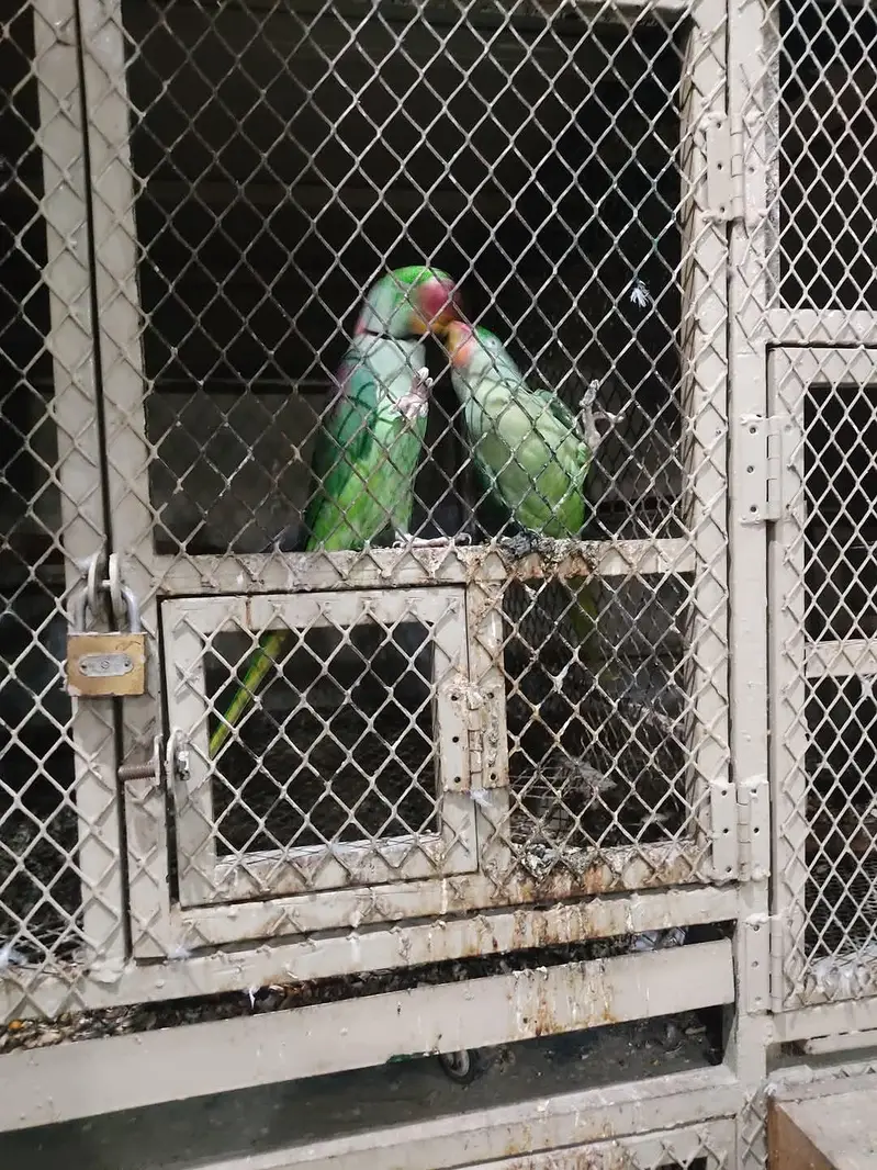 raw parrot pair — photo 3