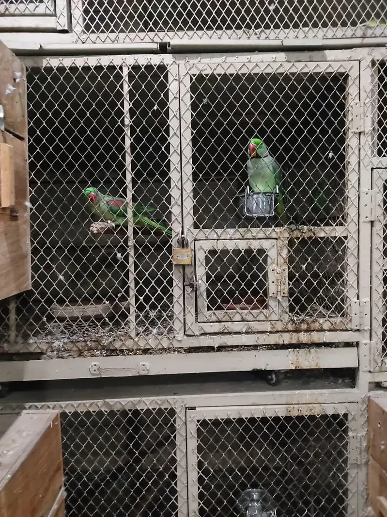 raw parrot pair — photo 4