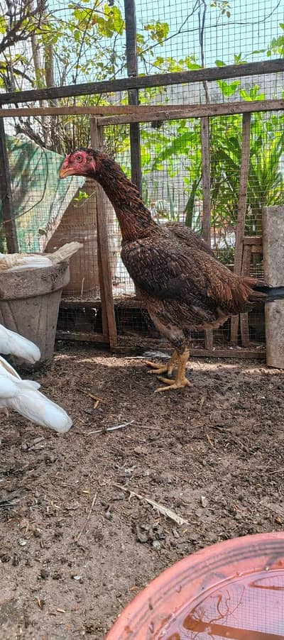 2 Aseel mianwali Murgia for sale