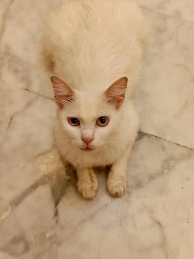 Turkish Angora Persian Cat (1.2) years