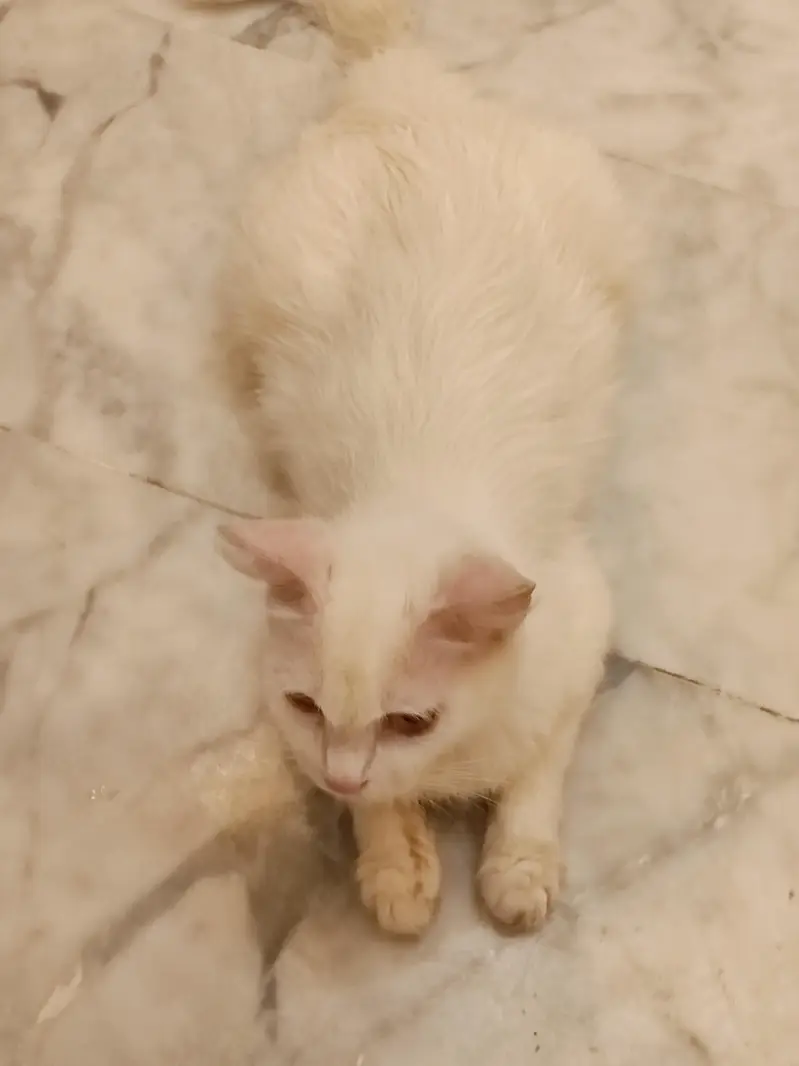 Turkish Angora Persian Cat (1.2) years — photo 2
