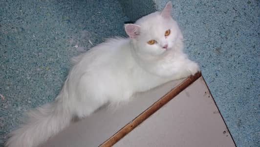 Pure White Persian Cat- Healthy and Friendly