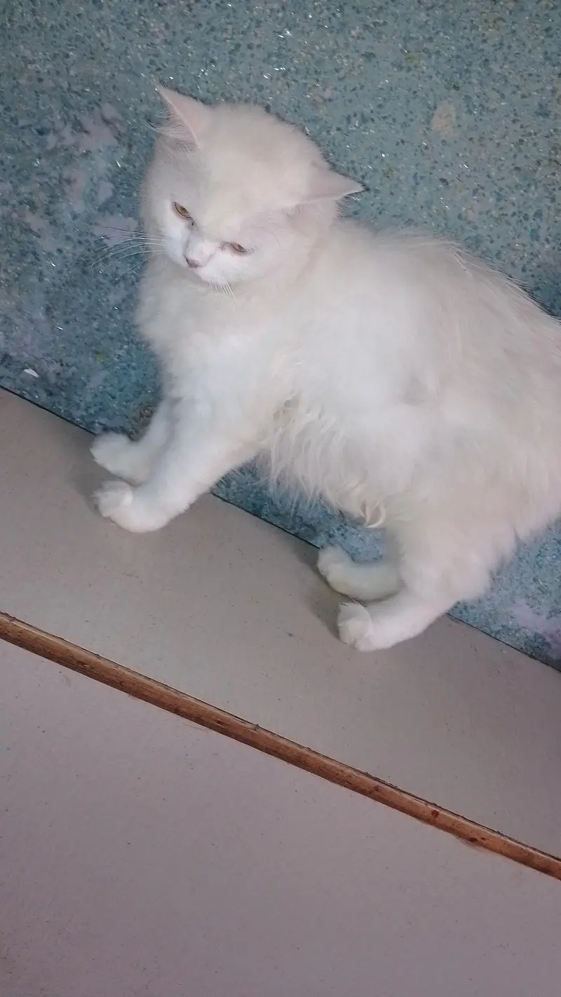 Pure White Persian Cat- Healthy and Friendly — photo 2