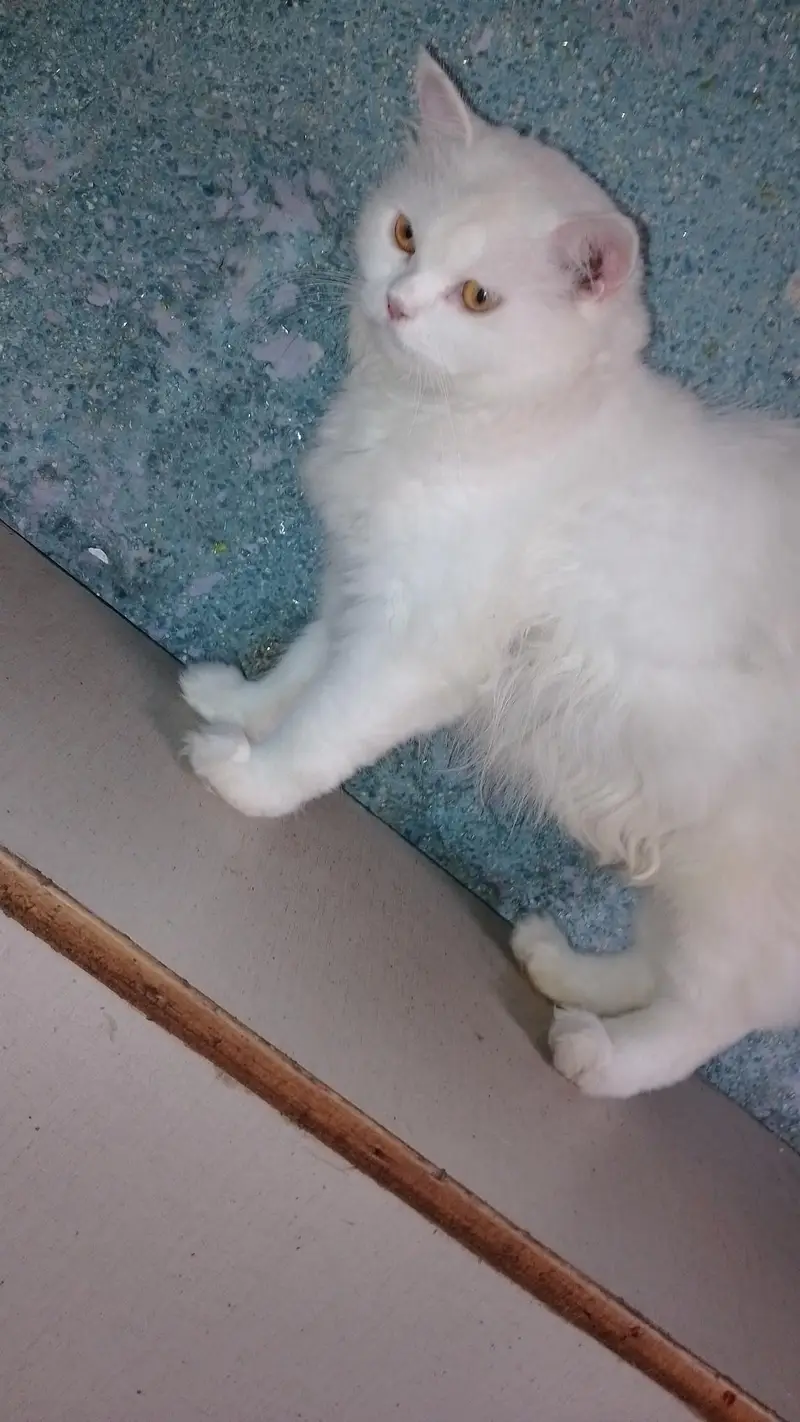 Pure White Persian Cat- Healthy and Friendly — photo 3