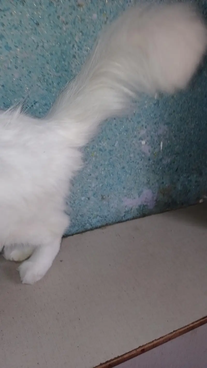 Pure White Persian Cat- Healthy and Friendly — photo 4