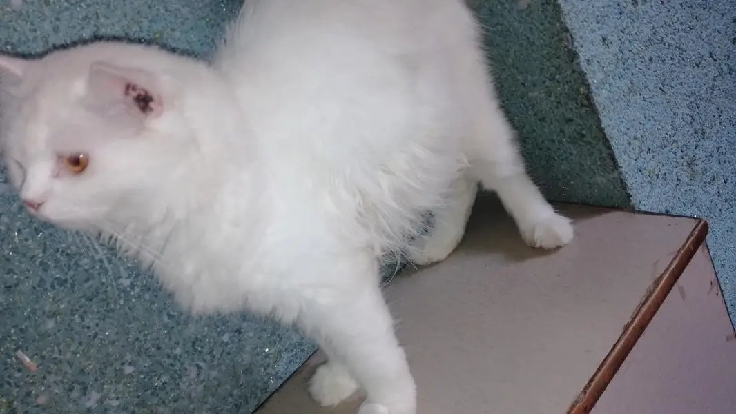 Pure White Persian Cat- Healthy and Friendly — photo 5
