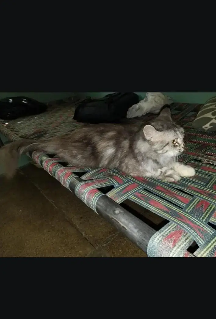 persian — photo 3