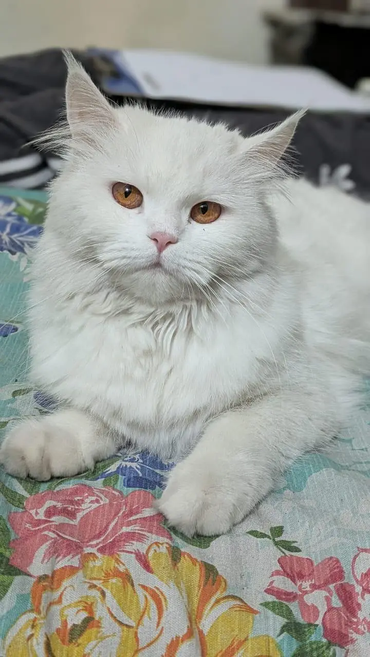 Persian white cat — photo 2