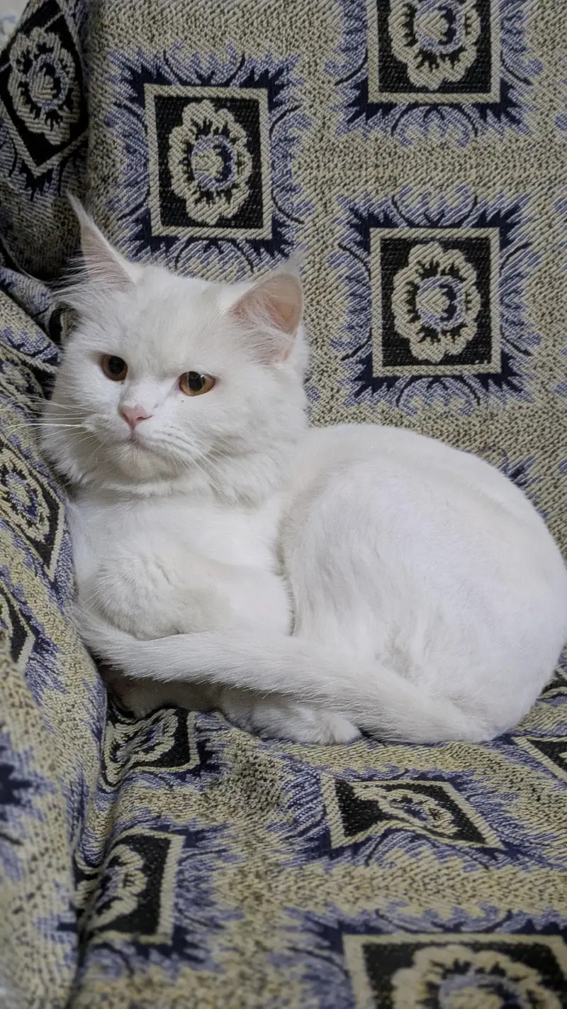 Persian white cat — photo 3