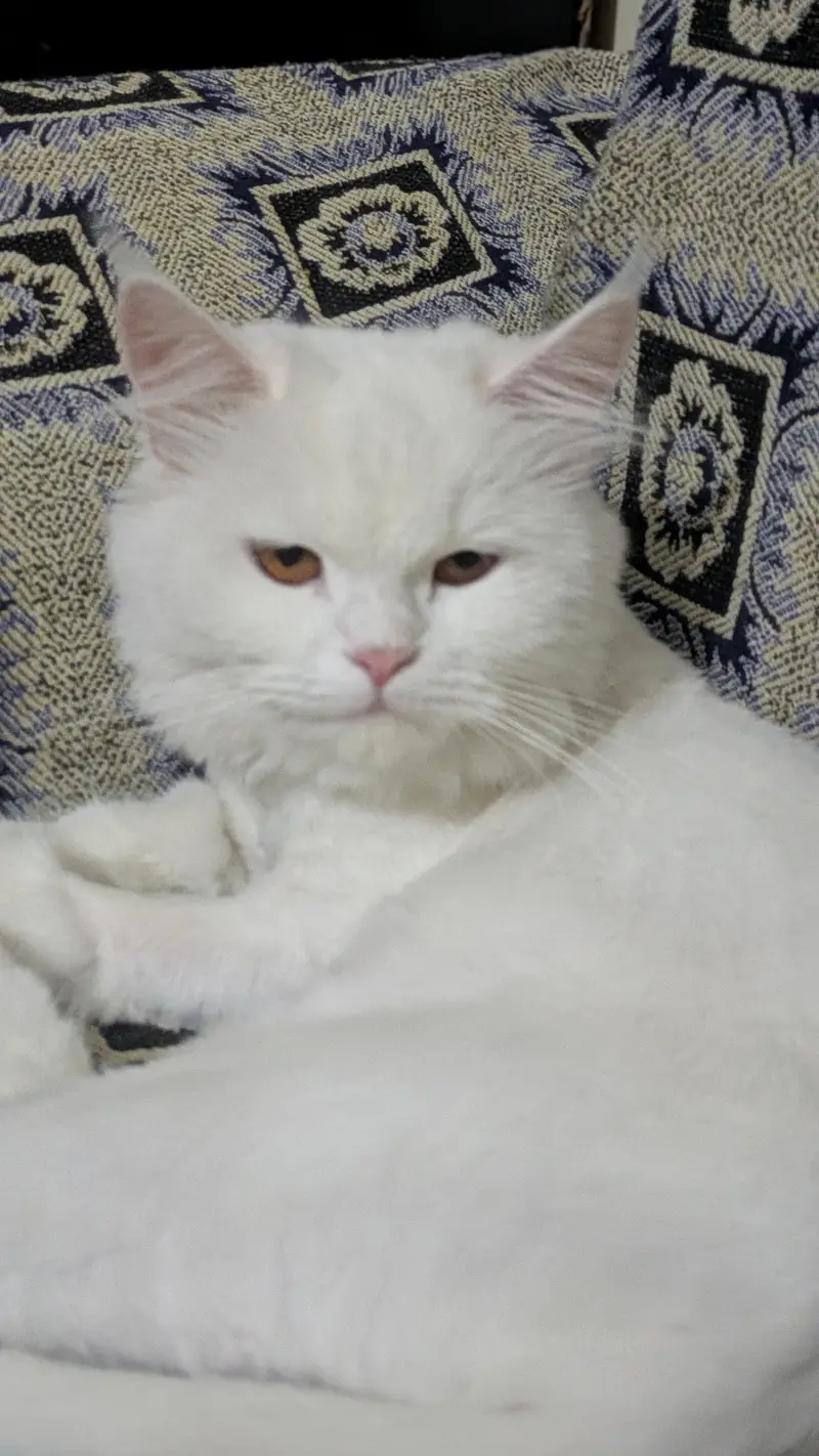Persian white cat — photo 4